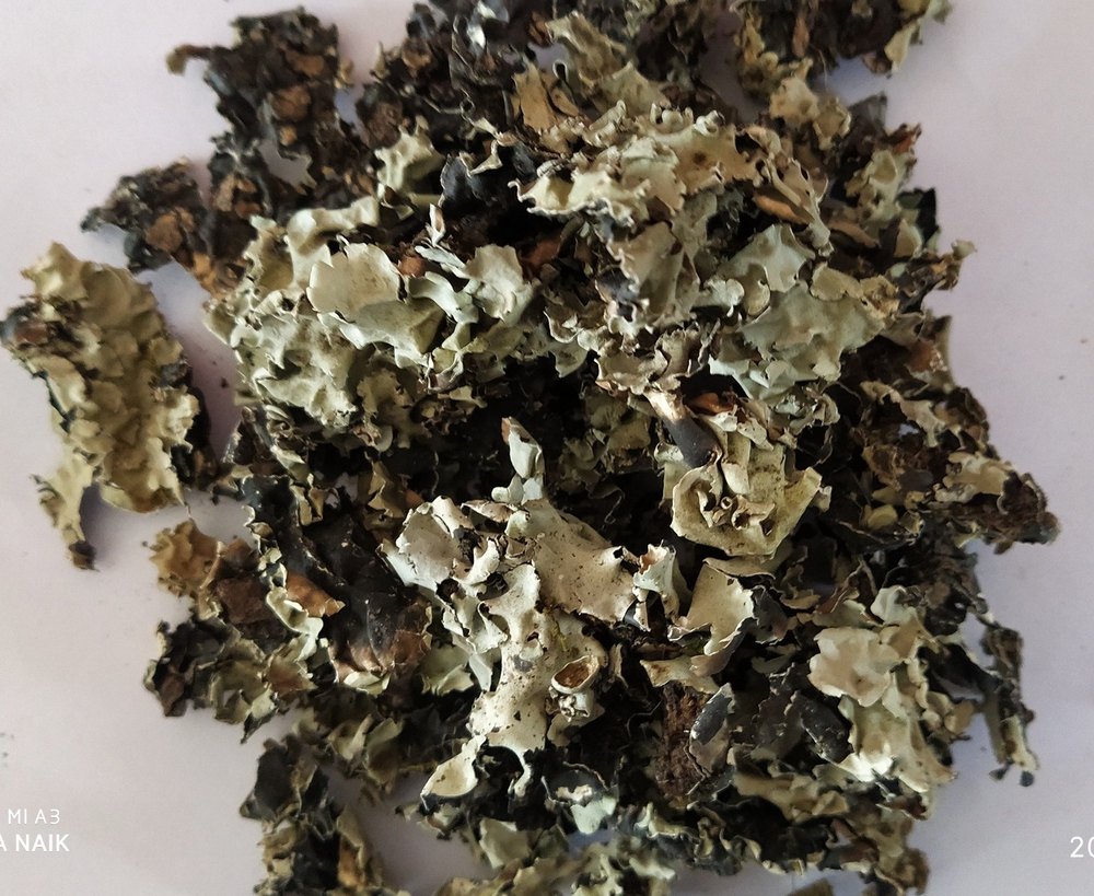 Dagad fhool | Chaal Chabila | Pathar Fhool | Stone Flower