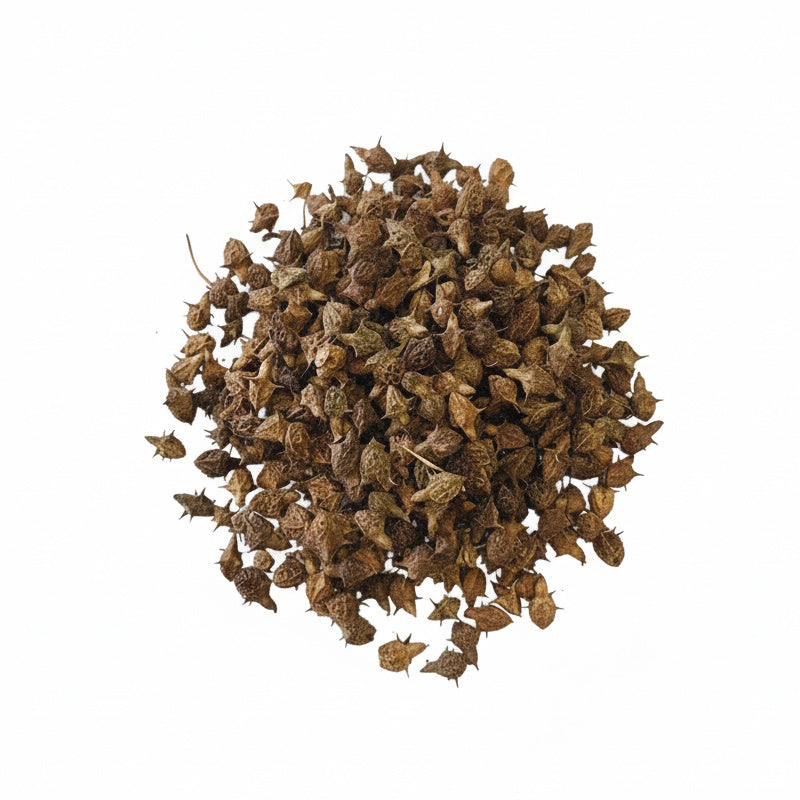 Gokhru (Bada) | Gokshura