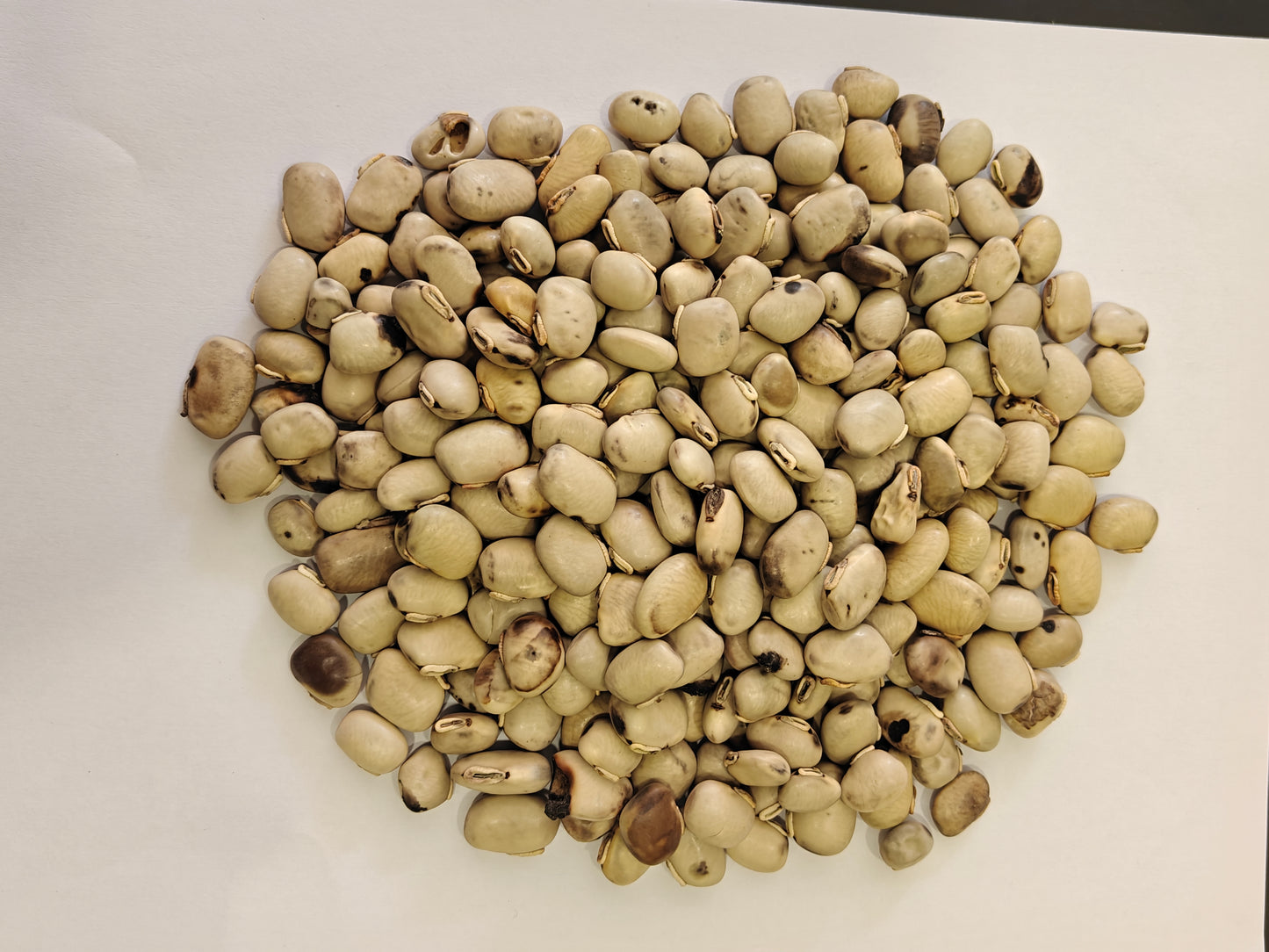 Safed Kauch Seeds | Kappikachu Seeds