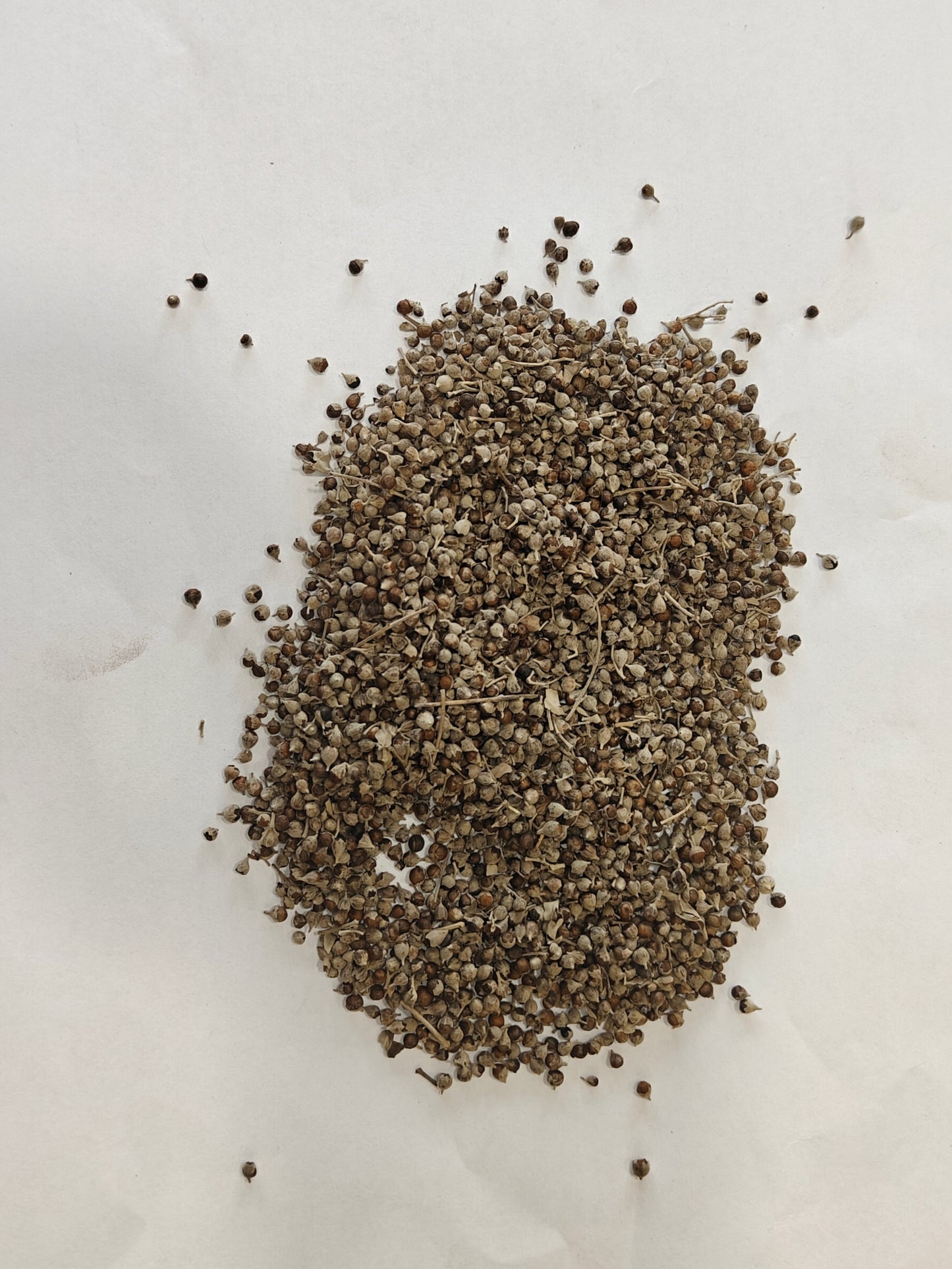 Nirgundi Seeds