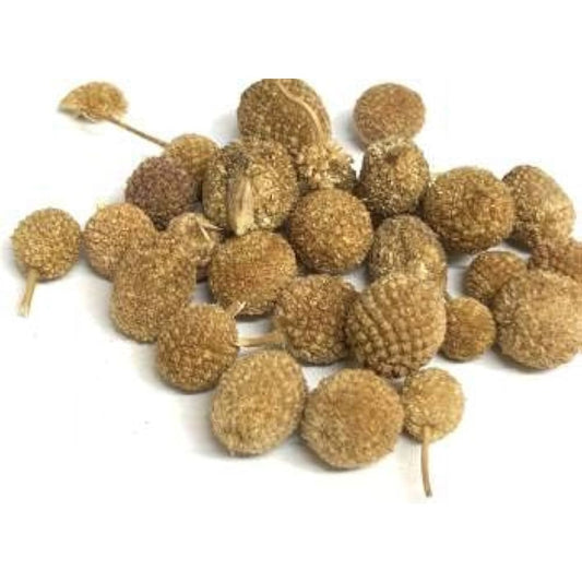 Gorakh Mundi | Mundi |गोरखमुंडी|Bodasaramu|Kottakaranthai