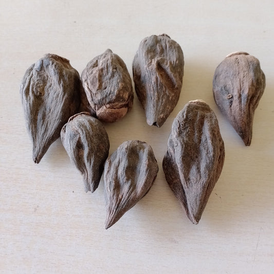 Salab Gatta - Salam Gattha  - Orchis Mascula  Natural Strength promoter