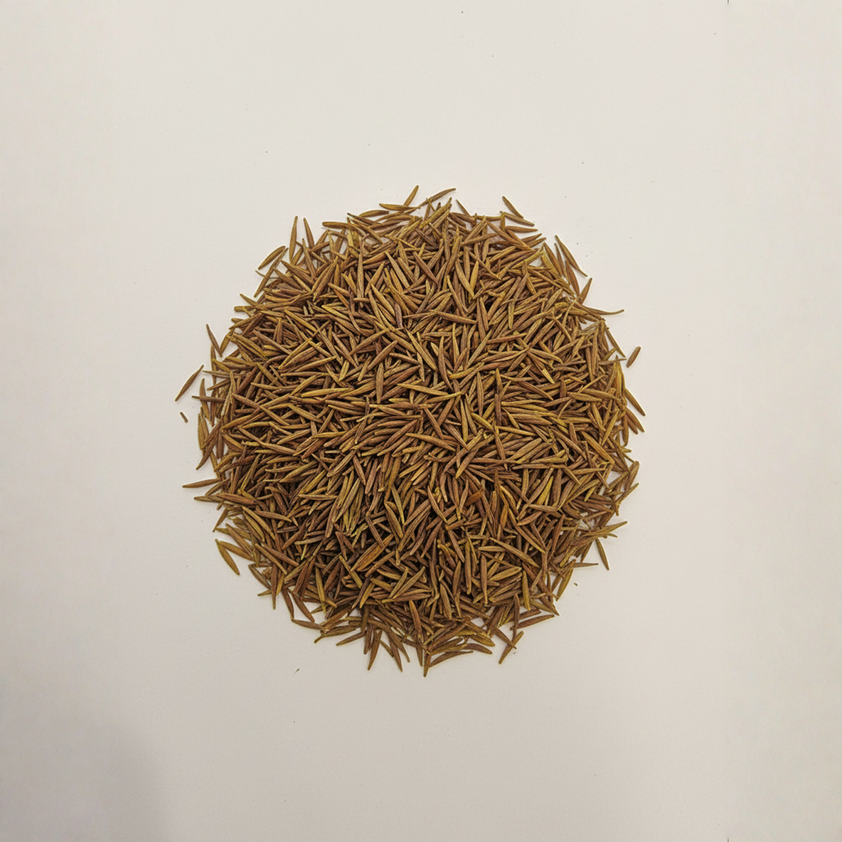 Inderjoo Kadwa - Indra Jau - indrajav kadwa - Indrajo Kadwa - Indrajao Seeds - Holarrhena Pubescens